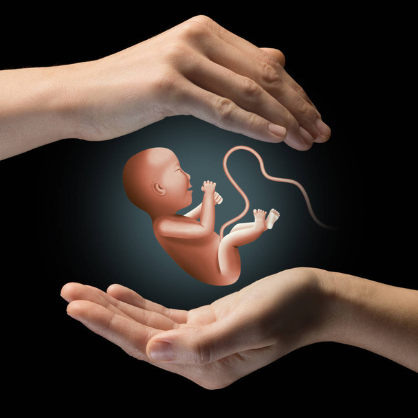 Twee handen op zwarte geïsoleerde achtergrond met embryo in centrum. - Foto, afbeelding