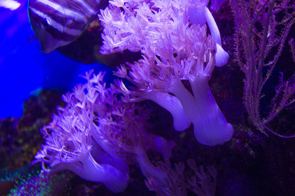 anêmonas recife de coral subaquático closeup
 - Foto, Imagem
