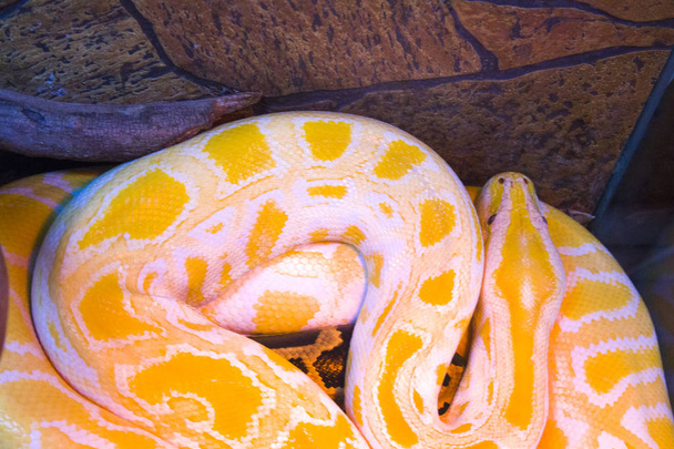 serpente bianco terrario rettile
 - Foto, immagini