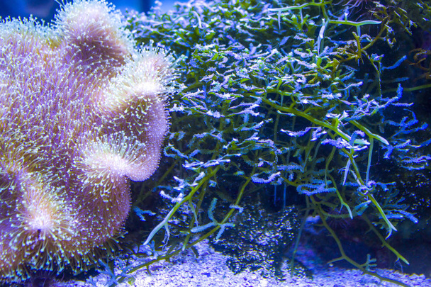 Anemonen Korallenriff unter Wasser Nahaufnahme - Foto, Bild
