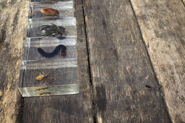 Entomologie collectie insecten kevers - Foto, afbeelding