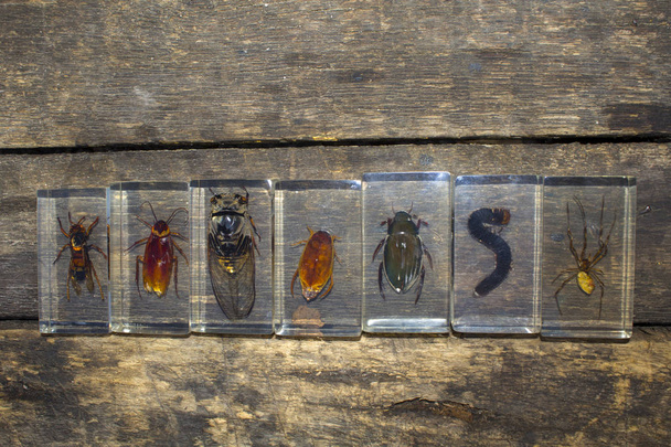 Entomologie Sammlung Insekten Käfer - Foto, Bild