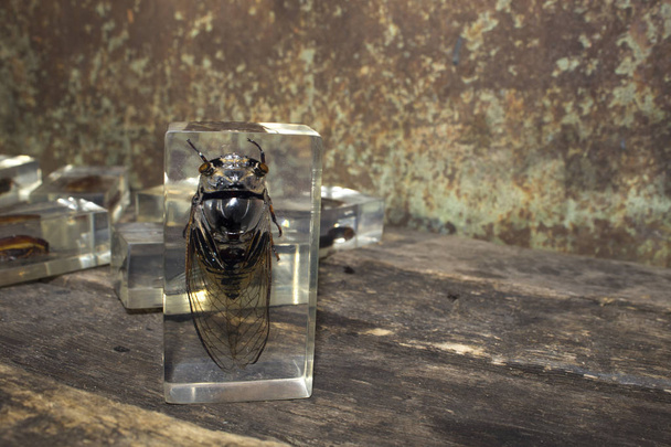 colección entomología insectos escarabajos
 - Foto, Imagen
