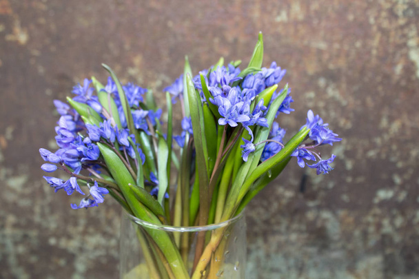Frühlingsblumen blaues Schneeglöckchen in der Vase - Foto, Bild