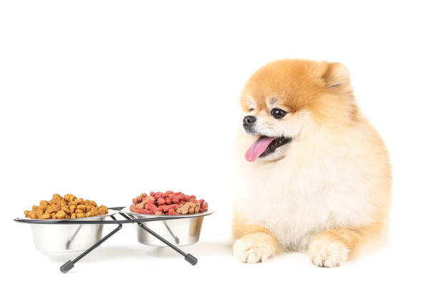 Pomeranian dog with dry food in bowls isolated on white backgrou - Valokuva, kuva