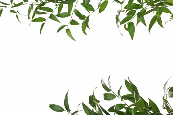 Branch with green leafs isolated on white background - Zdjęcie, obraz