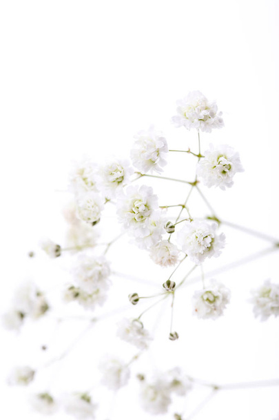 Gypsophila flowers on white background - Foto, Imagem