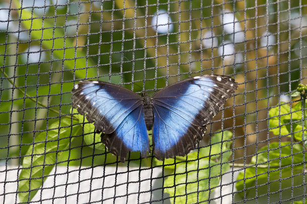 Purplewing brillante con alas abiertas en la red, enfoque selectivo
 - Foto, imagen
