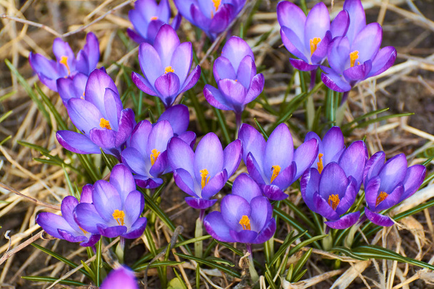 Crochi viola con petali delicati, i primi fiori primaverili
.  - Foto, immagini