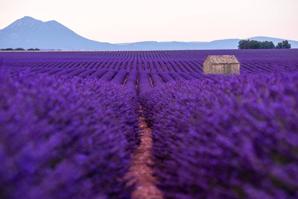 stone house at lavender field - Фото, изображение