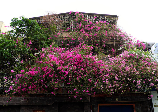 Increíble casa con la fachada de la cubierta de flores buganvilla rosa
 - Foto, Imagen
