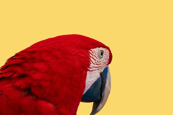 Красочный портрет красного попугая ара. Алый ара (Ara macao) - большой красный, желтый и синий попугай из Центральной и Южной Америки.
. - Фото, изображение