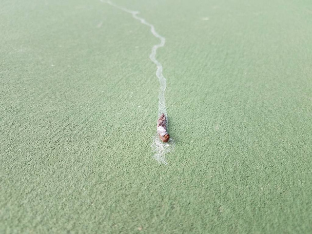 secou lesma morta com rastro de lodo na superfície verde
 - Foto, Imagem