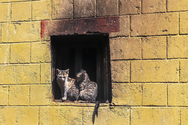 Dos gatitos en una repisa de ventana en el casco antiguo del condado de Yuanyang, provincia de Yunnan, China
 - Foto, Imagen