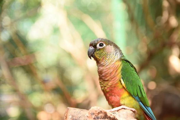 Closeup of a green cheeked parakeet - Foto, imagen