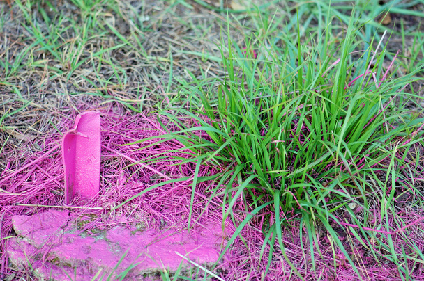 Pink grass - Photo, Image