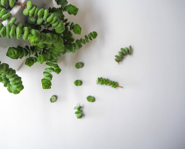 Jade ketting succulente installatie met kleine stekken ernaast - Foto, afbeelding