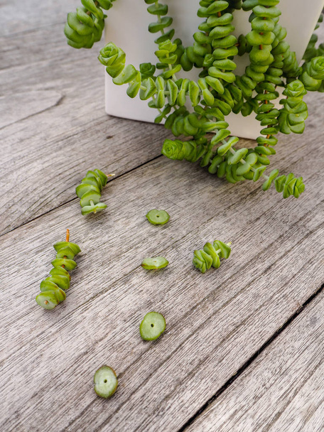 翡翠ネックレス多肉植物側の小さな挿し木を - 写真・画像