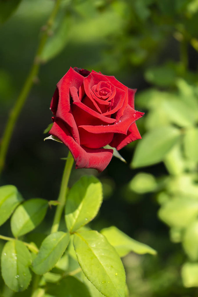red of damask rose flower. - Zdjęcie, obraz