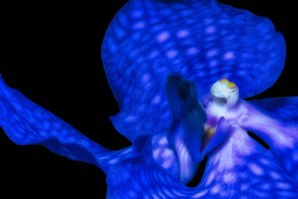 Hieno taide asetelma kukka väri makro kuva sisemmän yhden eristetyn sininen orkidea kukka mustalla taustalla surrealistinen fantasia maalaus tyyli
 - Valokuva, kuva