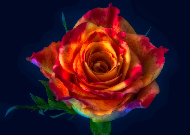 Красочное изобразительное искусство натюрморт флористический макро цветок изображение одного изолированного красно-желтый цветок розы, темно-синий фон в сюрреалистическом стиле поп-арт живописи
 - Фото, изображение