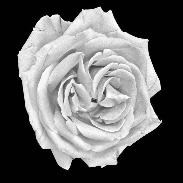 Zátiší výtvarného umění černobílé makro jediné izolované světlé bílé růže květ s detailní texturou na černém pozadí ve stylu vintage obraz - Fotografie, Obrázek