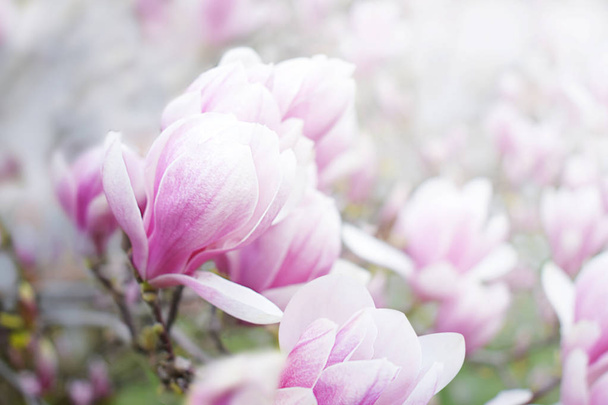 Spring background with magnolias - Foto, afbeelding