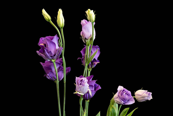 Тонке мистецтво натюрморт кольоровий макрос з купою фіолетового синього лізіантуса / вишуканого прерійного роду / квітів блакитного кольору на чорному тлі з детальною текстурою
 - Фото, зображення
