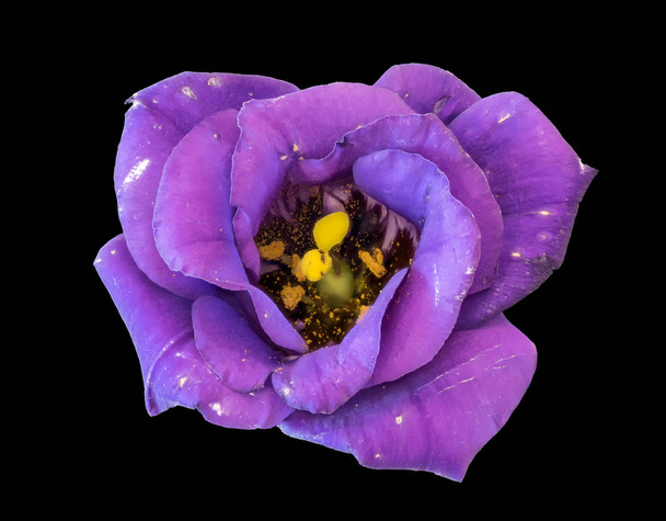 Beaux-arts still life color macro of a single isolated violet blue lisianthus / showy prairie gentiane / texas bluebell blossom on black background
 - Photo, image