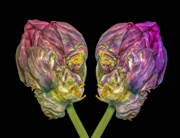 Beaux-arts nature morte lumineux coloré macro d'une paire de fleurs de tulipes ressemblant à des têtes d'extraterrestres parler sérieusement dans le style de peinture surréaliste sur fond noir
 - Photo, image