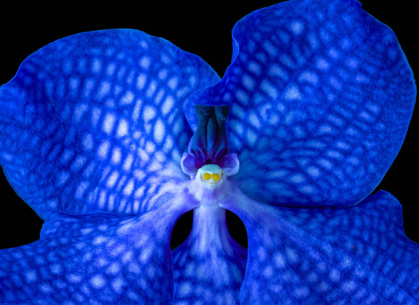 Fine art still life surrealistic floral color macro image of a single isolated bright blue orchid blossom on black background  - Foto, Imagen