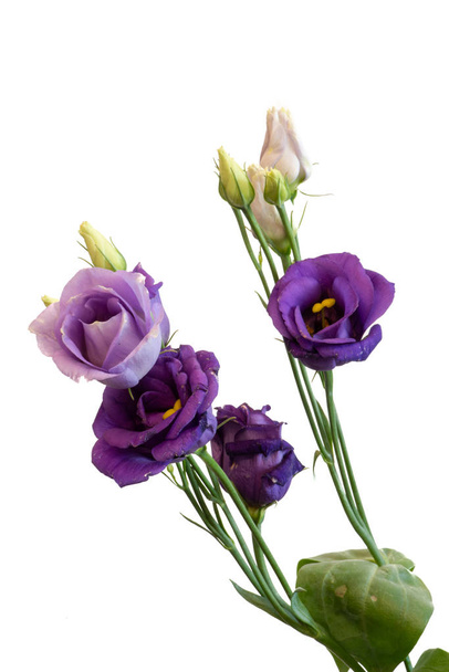 Fine Art Stillleben Farb-Makro eines Bündels violettblauer Lisianthus / auffälliger Prärie-Enzian / texas Bluebell Blüten auf weißem Hintergrund mit detaillierter Textur - Foto, Bild