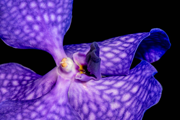 Λεπτή τέχνη νεκρή σουρεαλιστική floral χρώματος μακροεντολή εικόνα του ένα εσωτερικό της ένα ενιαίο απομονωμένες σκούρο μπλε ορχιδέα άνθος  - Φωτογραφία, εικόνα