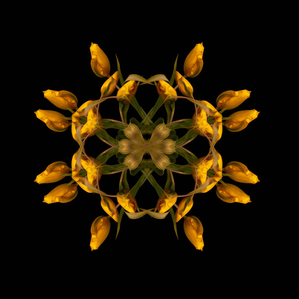 Fine art floreale decorativo e simmetrico modello di colore / arredamento / ornamento / mandala fatto da macro di tulipani verdi gialli su sfondo nero in stile pittura vintage
 - Foto, immagini