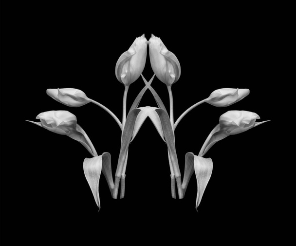 Beaux-arts nature morte macro monochrome d'un six fleurs tulipes blanches sur fond noir avec texture détaillée et feuilles
 - Photo, image