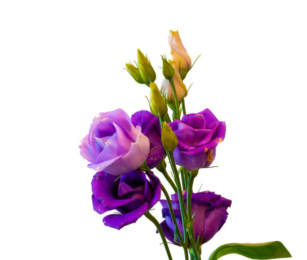 Beaux-arts still life colorful macro of a bunch of violet blue lisianthus / showy prairie gentiane / texas bluebell blossoms on white background with detailed texture
 - Photo, image