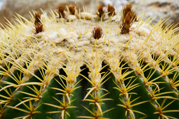 goldener Fasskaktus oder Echinocactus grusonii hildm, das ist der Wüstenbaum, der viele Dornen hatte, sein Körper sieht aus wie der grüne Ball und die weiße Blume. Dies ist der Gartenbaum, der im Freien gepflanzt. - Foto, Bild