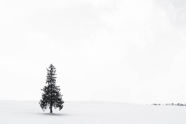 Gyönyörű szabadtéri természeti táj egyedül karácsonyi fa - Fotó, kép