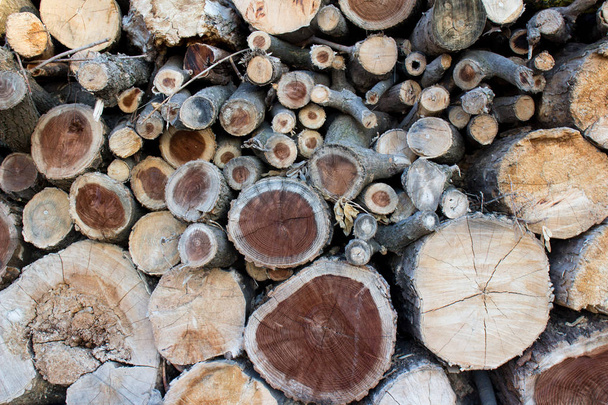 log log texture della foresta
 - Foto, immagini