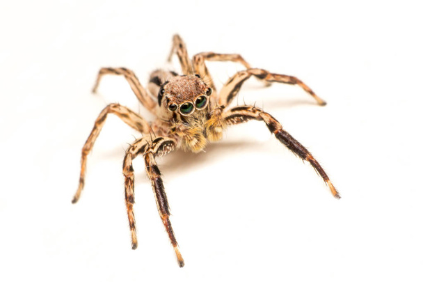 spider isolated, macro insect in wild life, animal in wild, animal isolate - Photo, Image
