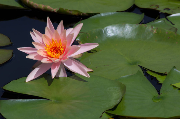 lotus flower in pond, close-up water lily and leaf, close-up flower in nature - Фото, изображение