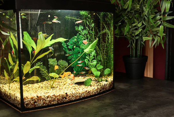 Красивий акваріум на столі в кімнаті
 - Фото, зображення