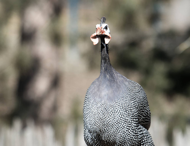 A Helmeted Guineafowl ,Numida meleagris on a Log .It is native to Africa, mainly south of the Sahara, and has been widely introduced into the West Indies, Brazil, Australia and Europe . - Photo, Image