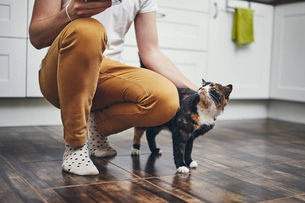 Huiselijk leven met kat - Foto, afbeelding