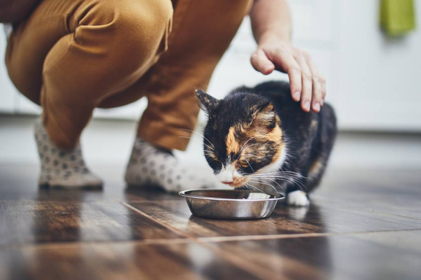 Domestic life with cat - Foto, Imagem