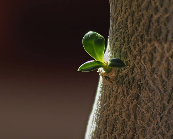 Breeding of Adenium. Sprout on the trunk of a tree - Photo, Image