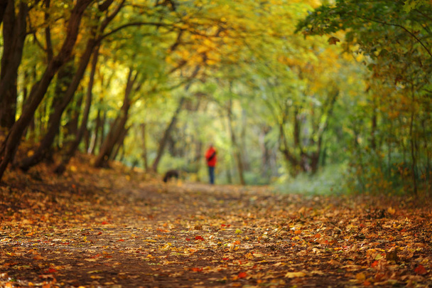 Autumn quiet forest - 写真・画像