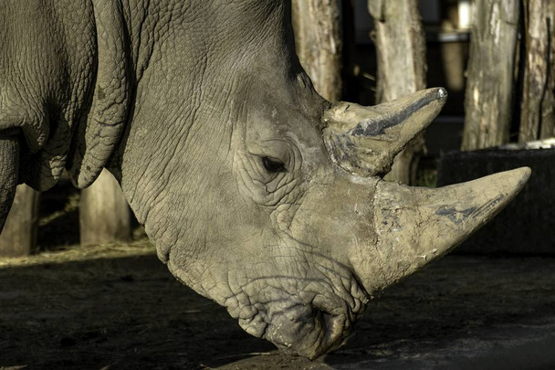 Rinoceronte-branco-do-sul Ceratotherium simum simum no zoológico
 - Foto, Imagem
