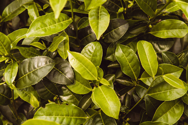close up Close-up photograph of tea plant green background - Foto, afbeelding