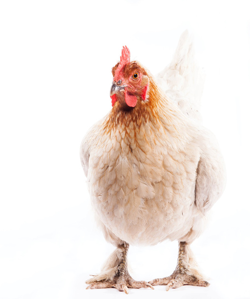White chicken - Fotoğraf, Görsel